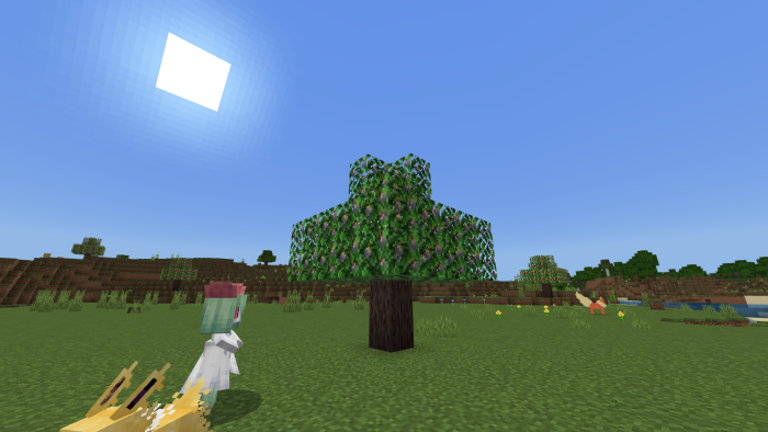 Apricorn tree in the world